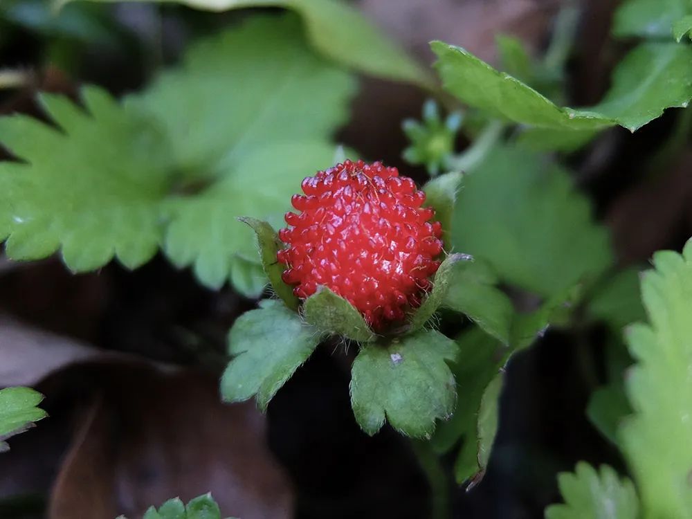 农村4种野草莓第1种常说蛇吃的有毒第4种是贵族草莓