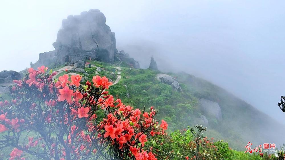 湖南桂阳:扶苍山上杜鹃花开