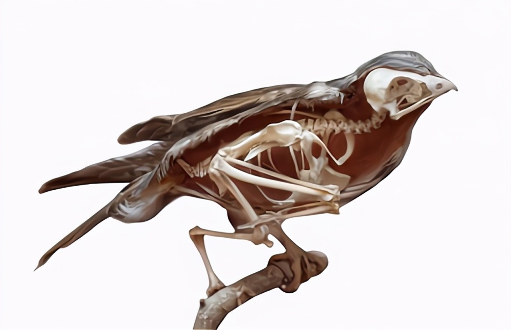 如上图所示,当鸟类站在树枝上的时候,其腿部骨骼呈现了一种类似于字母