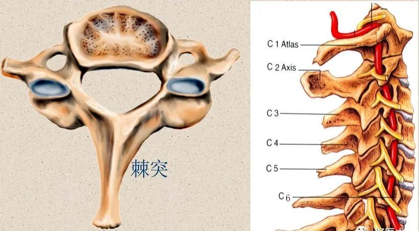 一般前凸 20° -40 ° 每个患者单独评估 所有节段都有间盘 3-7颈椎