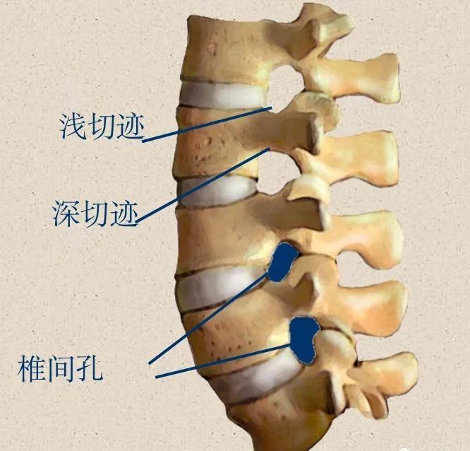 椎弓根切迹 椎间孔,神经根出口