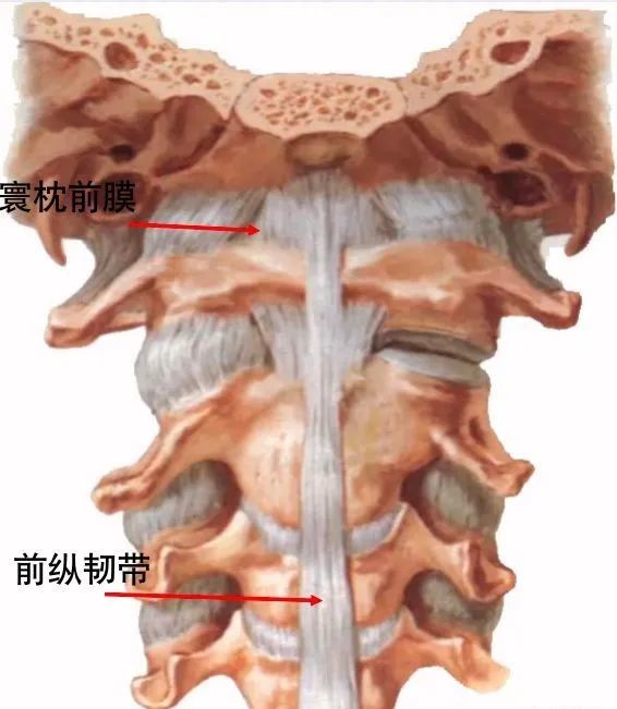 脊柱超详细解剖