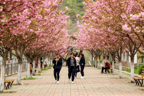 汝阳王坪樱花小镇邀你一起赏樱花