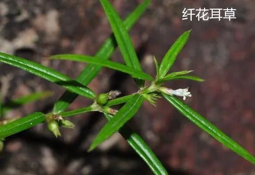 一味民间草药:纤花耳草|草药|白花蛇舌草|半边莲|咳嗽