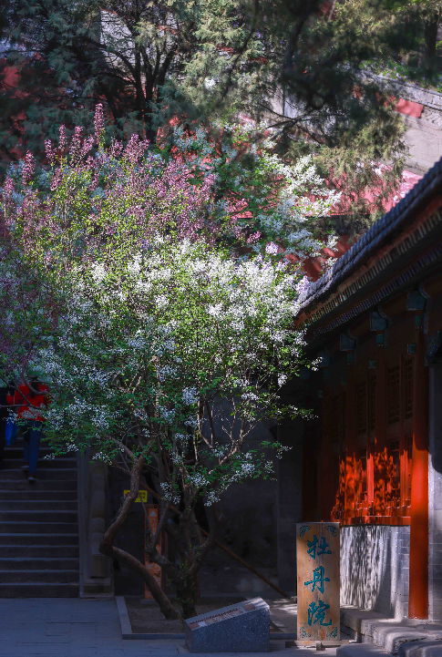 千年戒台寺丁香开满园