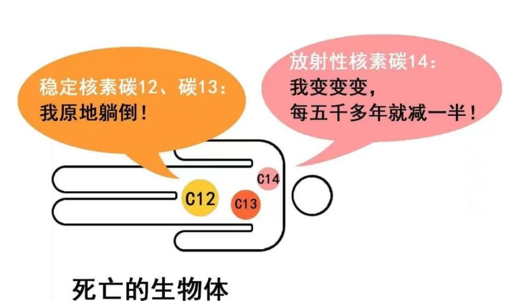 碳14只有衰变减少但得不到补充,遗体中的碳14与非放射性碳的比值就会