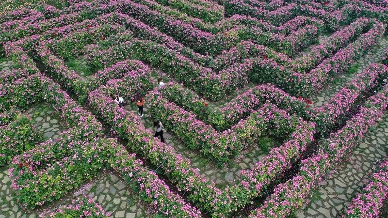 快约走起!安龙"鲜花迷宫"花团锦簇～邀你共度美好时光