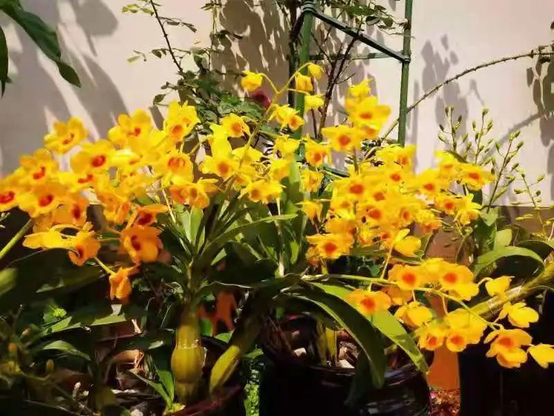 傣历新年时,孟连县傣家院里的鼓槌石斛竞相开放,金光灿灿的花朵,千姿