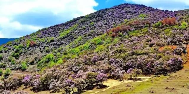 轿子雪山即将迎来最盛花期,满山杜鹃美哭了