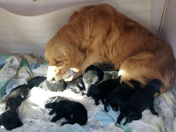 好看金毛生下一窝小黑狗,竟被扔垃圾桶,金毛难过地守在旁边哭!