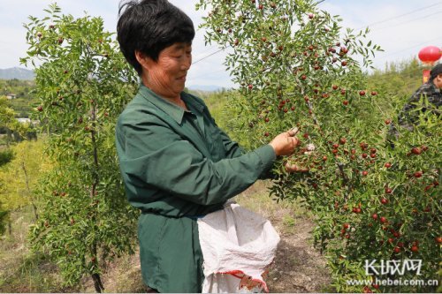 邢台信都区:酸枣圪针变身"摇钱树"