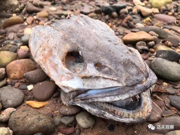 欧美海滩惊现越来越多无法辨认的怪异生物?海洋或已被核废水污染