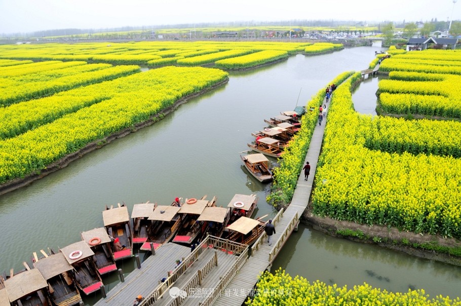 名扬海外的江苏"花海:兴化20万亩油菜花到了盛开的季节!