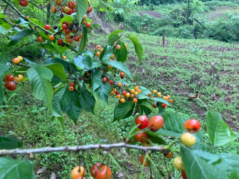 改善缺铁性贫血的症状等等 地址:岳池龙泉罐村樱桃基地 路线:从广安