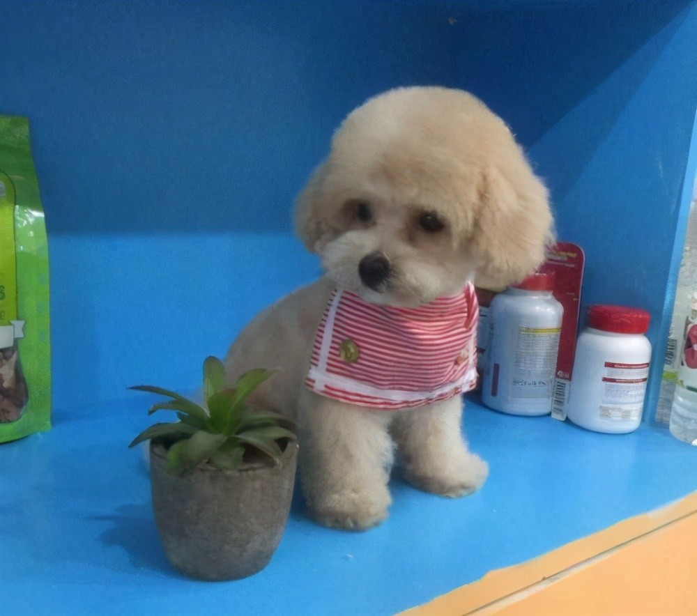 寻根问祖系列(2):贵宾犬(poodle)