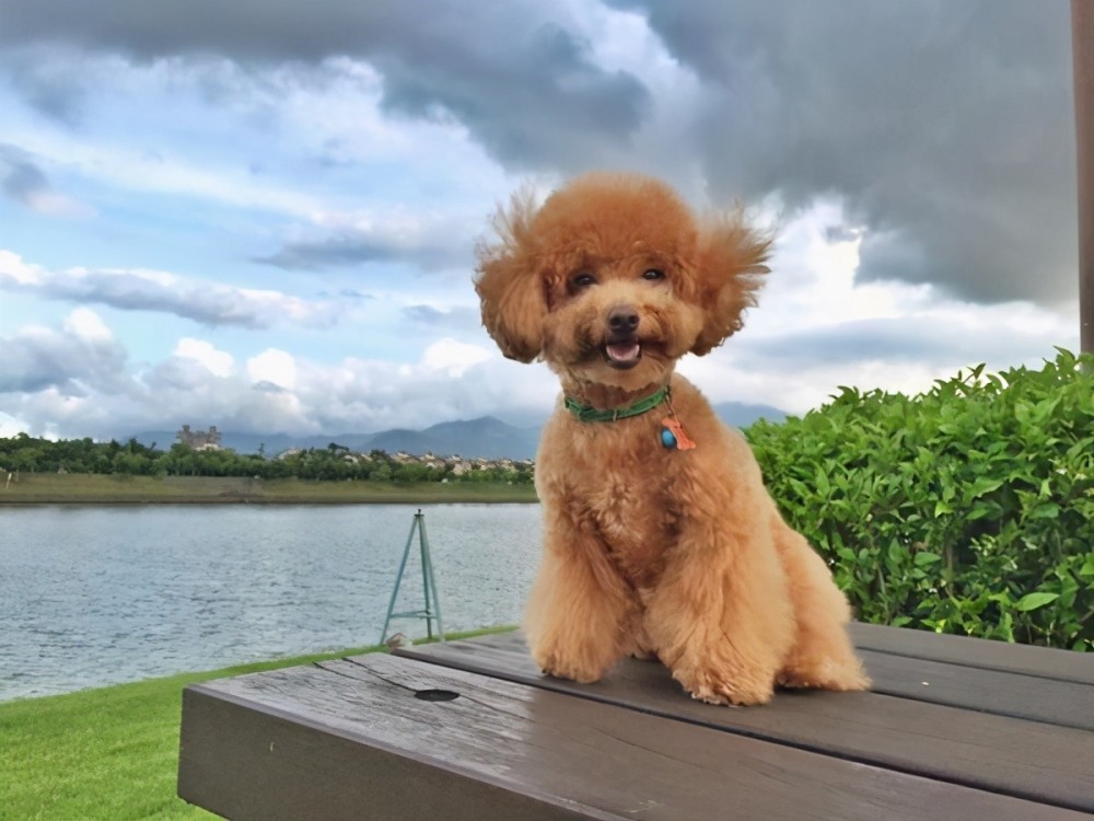 寻根问祖系列(2):贵宾犬(poodle)