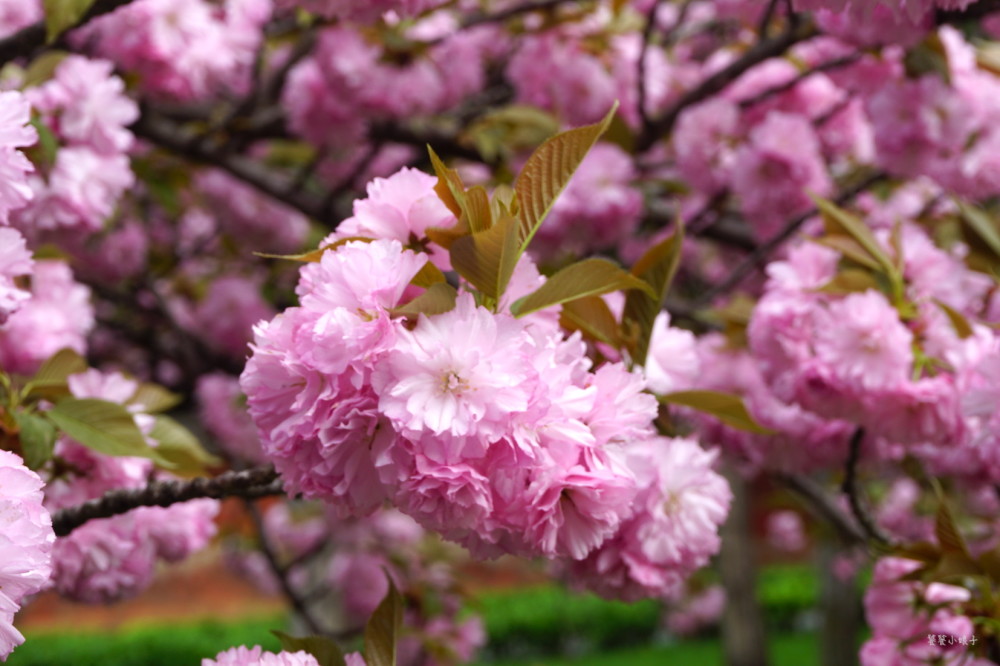 中国第一座舍利塔,牡丹樱花开满园,美不胜收