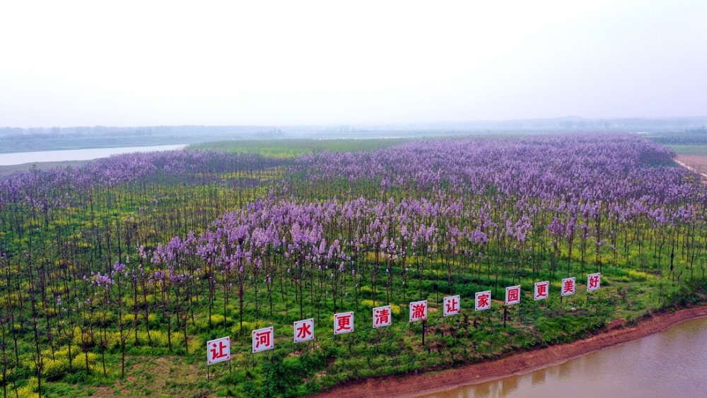 息县淮河生态廊道:泡桐花开 清香四溢