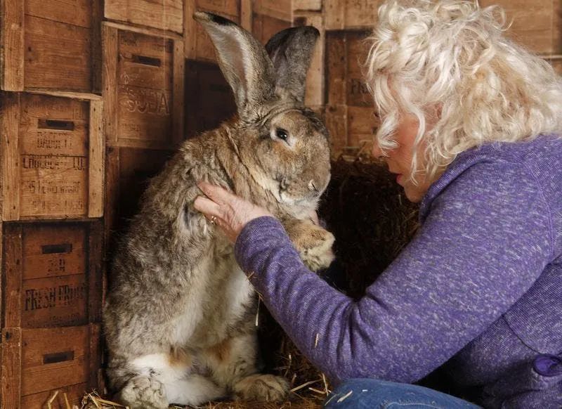 世上最大的兔子被偷走!主人竟是69岁高龄的"兔女郎"?