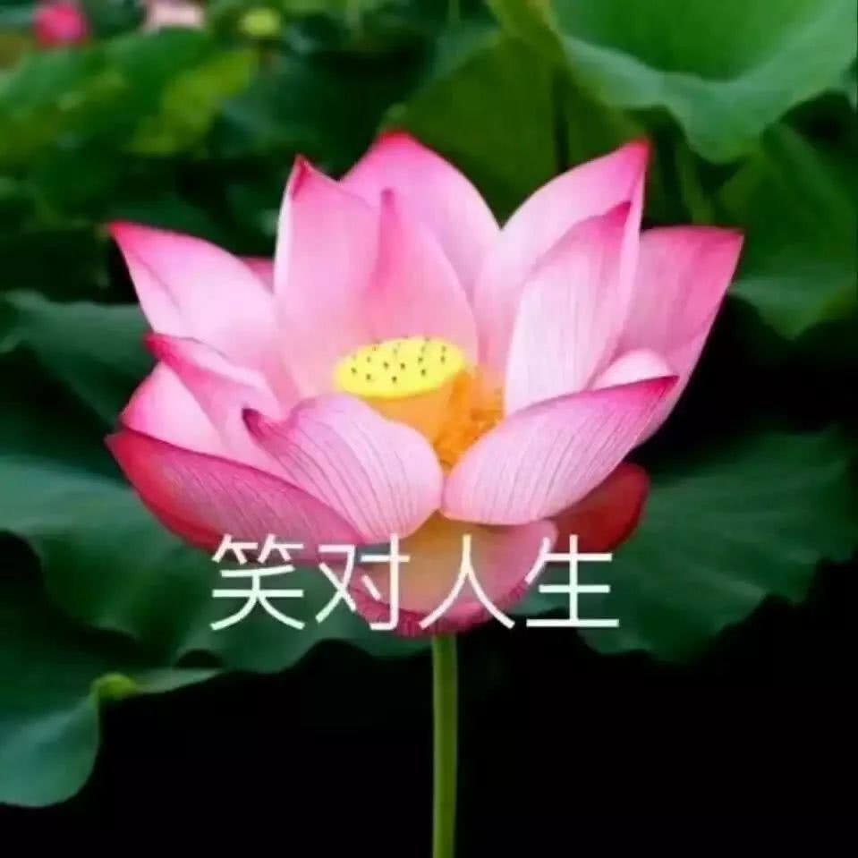 潮男潮女必备头像/荷花