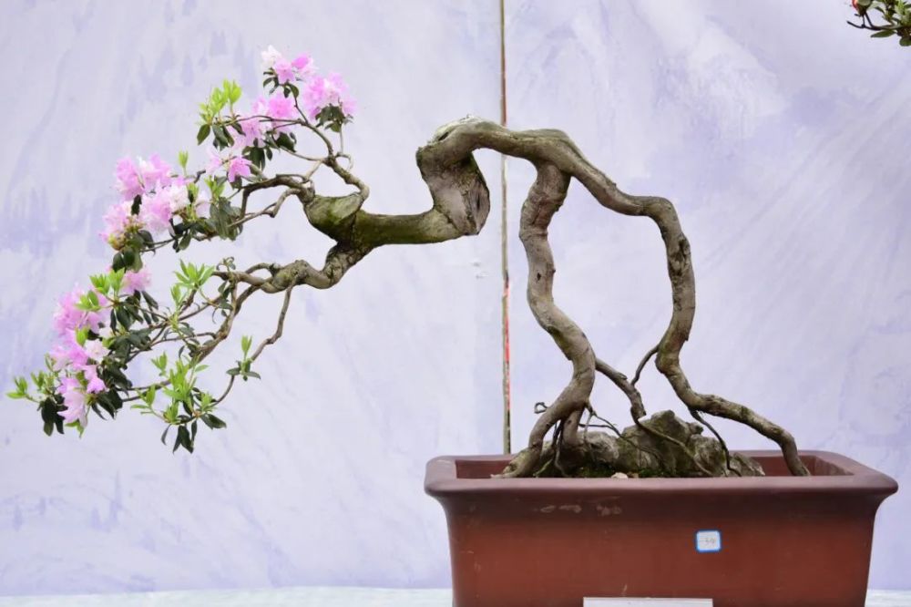 万象200多盆30余种遵义第三届杜鹃盆景展开展