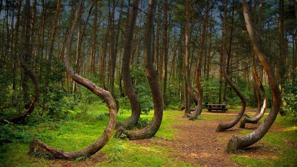 无法解释的超自然现象能弯曲成圈会跳舞的树跳舞森林