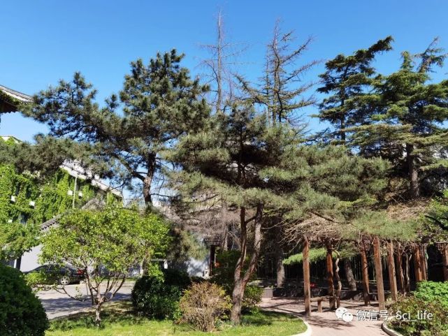 松树整体是比较好认的,园区内有两种松,稍微矮一些的是 油松(pinus