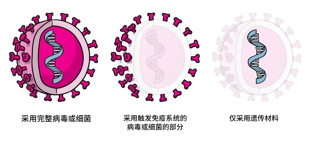 有灭活疫苗,减毒流感病毒载体疫苗,重组蛋白疫苗,腺病毒载体疫苗,以及