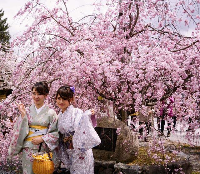 日本人赏樱花的照片