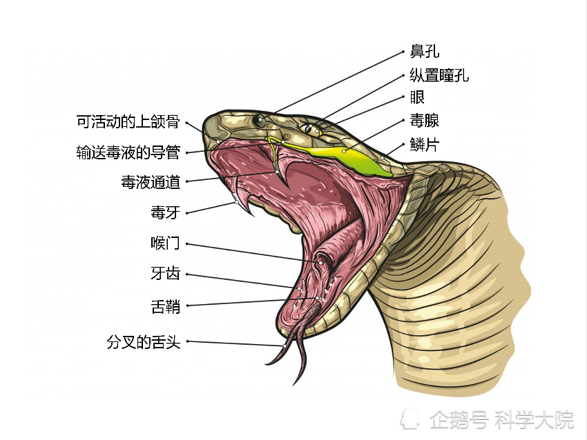 用毒蛇的毒毒毒蛇,毒蛇会不会被毒毒死?丨研蛇者说