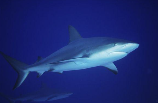 史上最丑的鲨鱼——哥布林鲨,进化了1.3亿年,却还是不