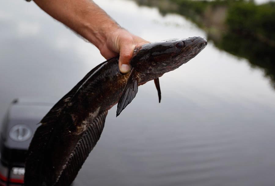 美国遭亚洲黑鱼入侵,长一米多重约18斤,为何美国人不敢吃它?