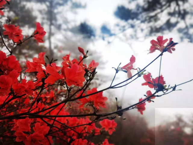 来磐安,搭上杜鹃花专线 奔赴最美山巅