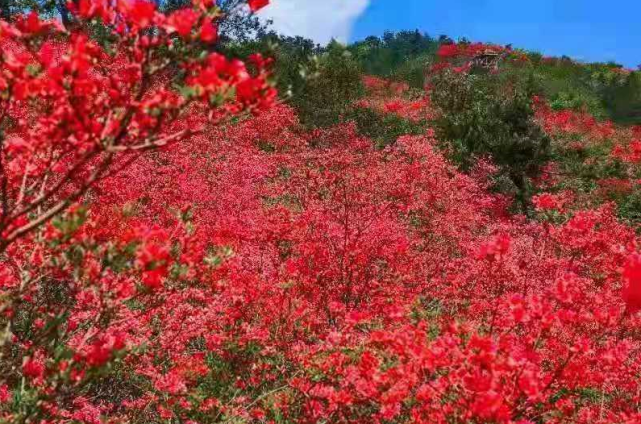 来磐安,搭上杜鹃花专线 奔赴最美山巅