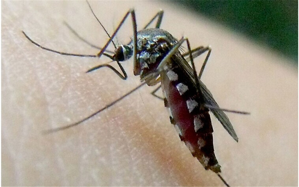 花蚊子进军中国40多年,就令人闻风丧胆,到底有何能耐?