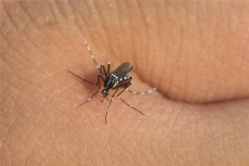 世界上大约有3500种蚊子,但并不是所有蚊子都咬人.