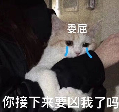 表情包:cpdd给个机会好吗?
