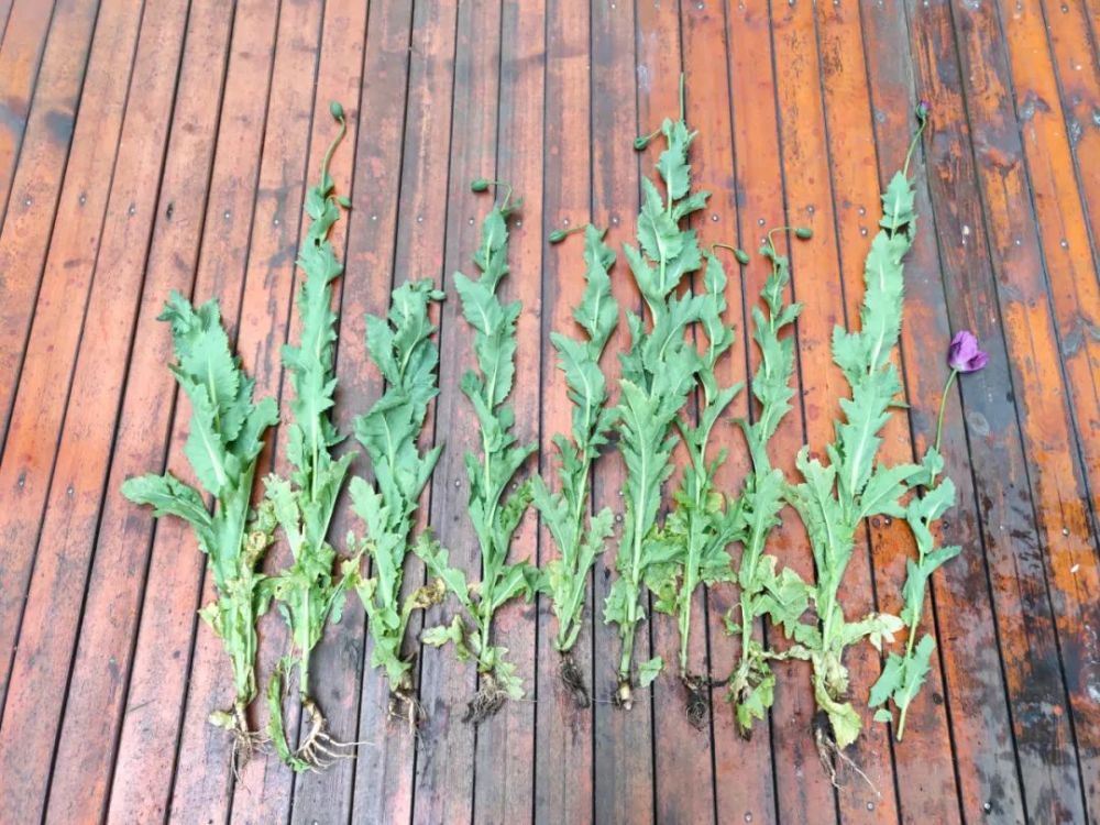 日前,罗阳镇的雷某却听信他人谗言,认为罂粟的叶子和果实拿来泡酒