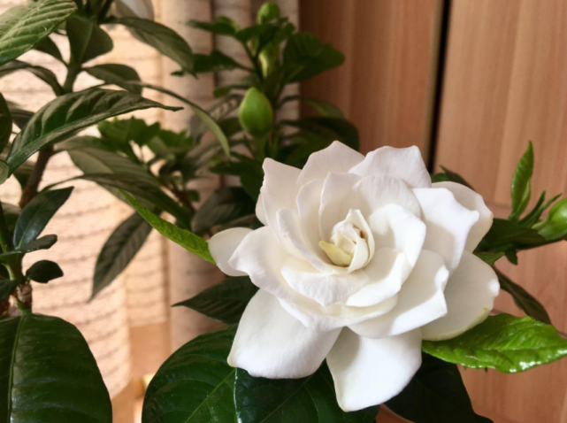 栀子花开,初夏到来,随笔话栀子