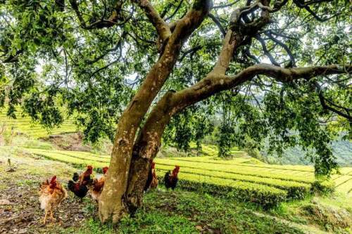 组图|鹤峰:百年油茶树焕发新生机