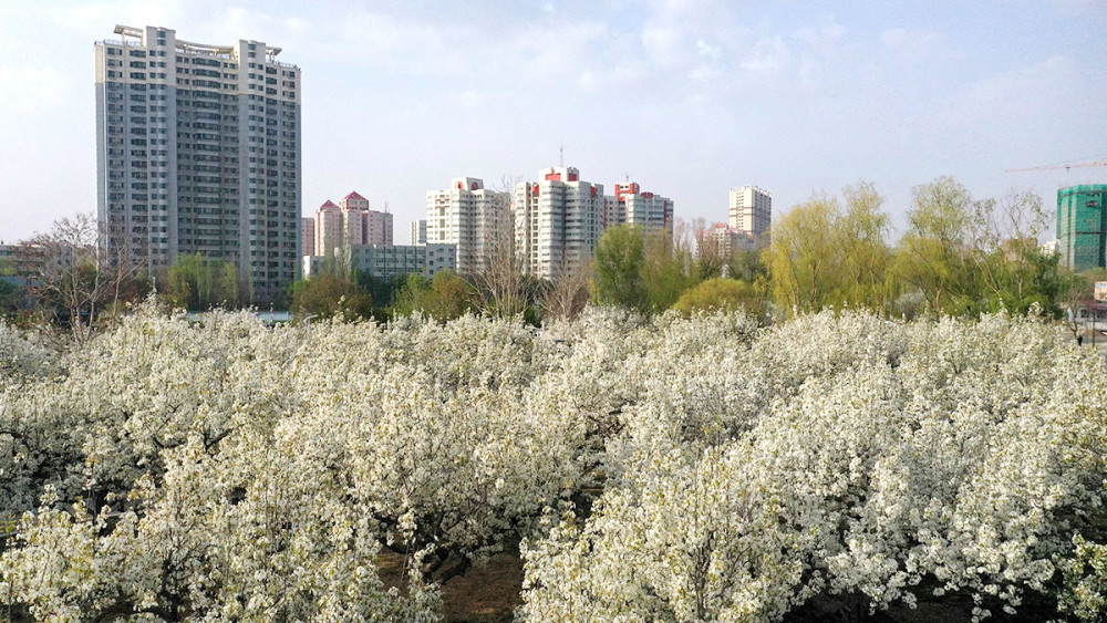 新疆库尔勒:数千棵"观赏"梨树进入盛花期