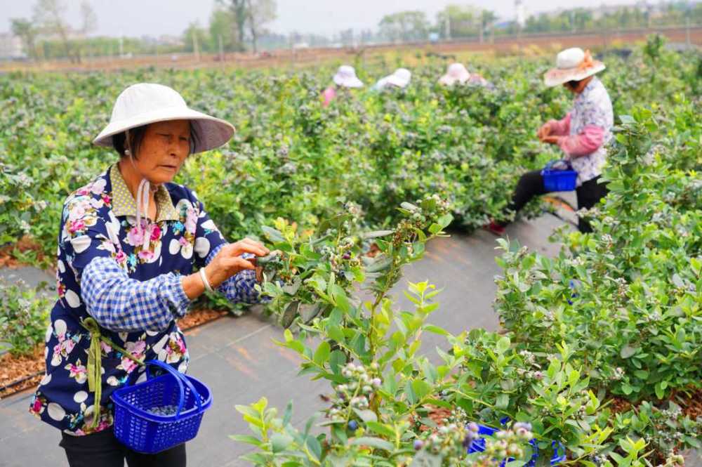 4月11日,村民在云南省澄江市龙街镇蓝莓种植园采摘蓝莓.