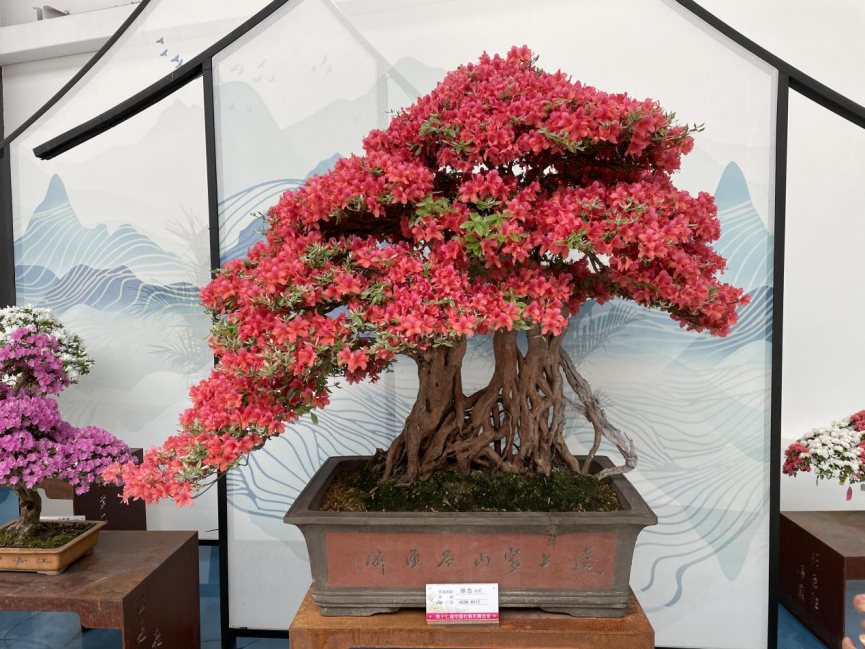 初心映山红 同庆一百年 第十七届中国杜鹃花展览会在常州盛大启幕