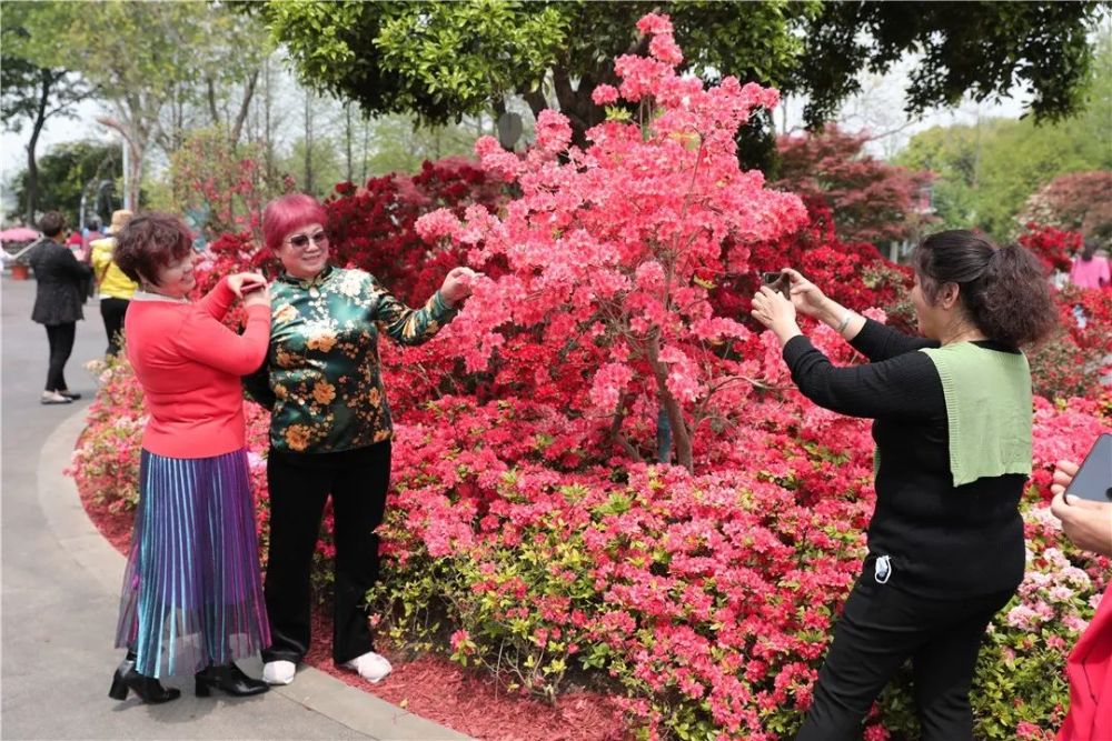 初心映山红 同庆一百年 第十七届中国杜鹃花展览会在常州盛大启幕