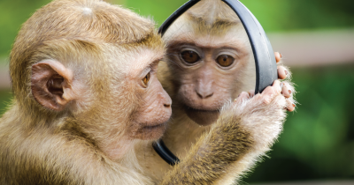 全球首个人猴"杂交"胚胎存活近20天!