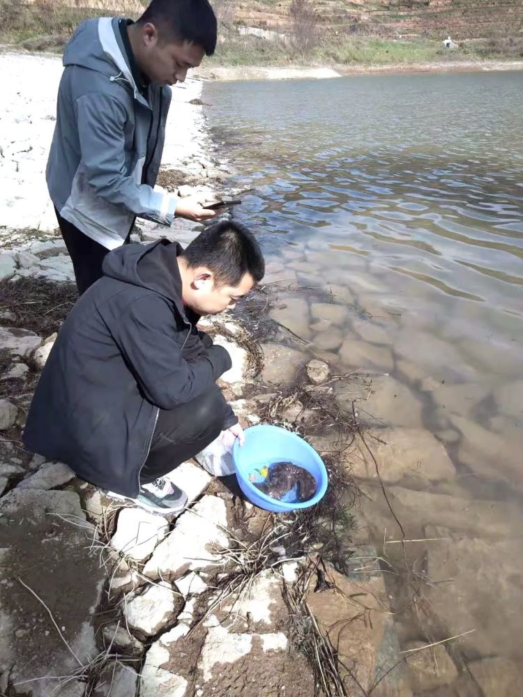 西和县解救一条大鲵(娃娃鱼),放生黄江水库