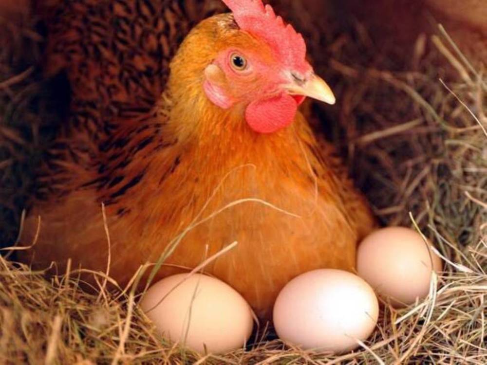 双黄蛋会孵出什么样的小鸡?能孵出双胞胎吗?