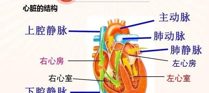 男子摔倒昏迷,不明原因死亡,尸体解剖后发现是心脏穿了个洞