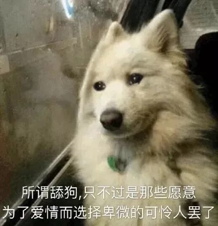 终极舔狗文案,极致沙雕