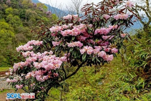 组图黑竹沟高山杜鹃演绎绝美景致